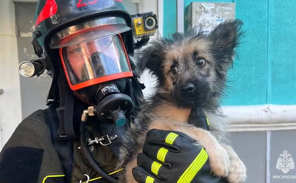 В Новомосковске пожарные спасли из горящей квартиры щенка: видео