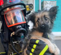 В Новомосковске пожарные спасли из горящей квартиры щенка: видео