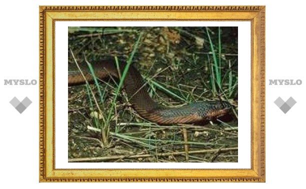 25 сентября: змеи перебираются в лес