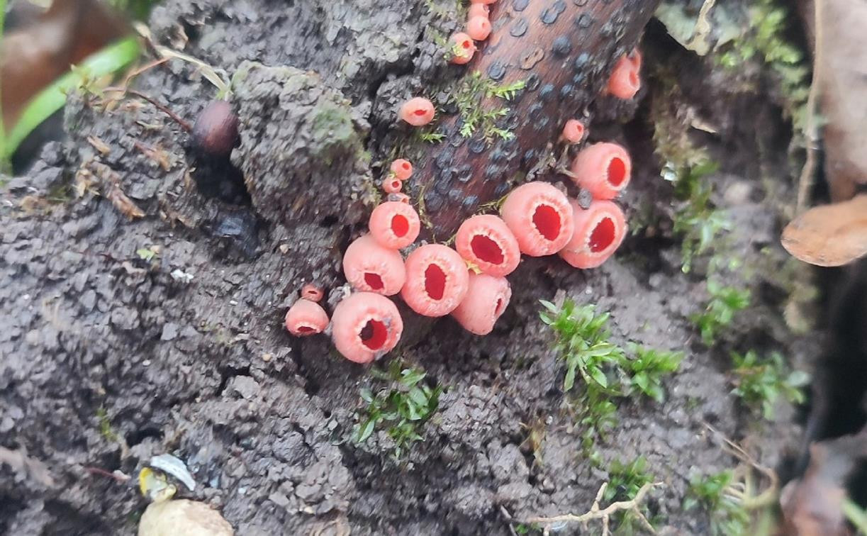 Сезон открыт: в тульских лесах грибники начали находить эльфовы чаши