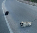 Туляк спас двух мопсов на загородной дороге