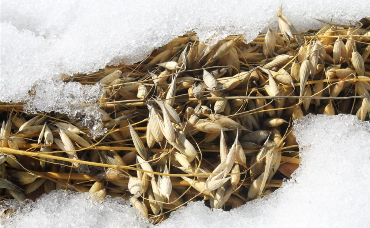 Из-за заморозков в Тульской области может погибнуть урожай озимых культур