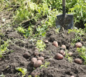 Опрос: В Тульской области 62% дачников будут сажать картошку в этом году