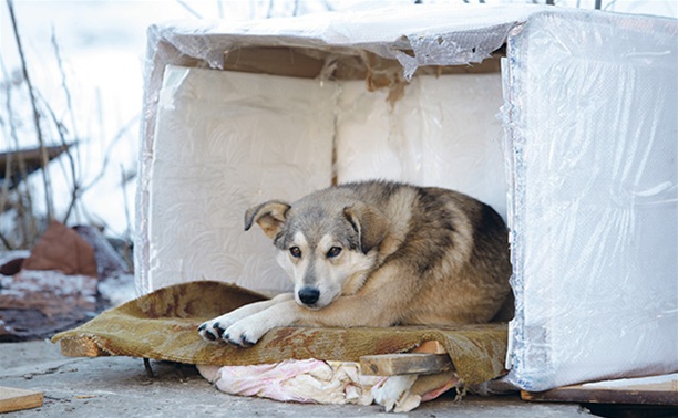 В Туле построят приют для бездомных животных