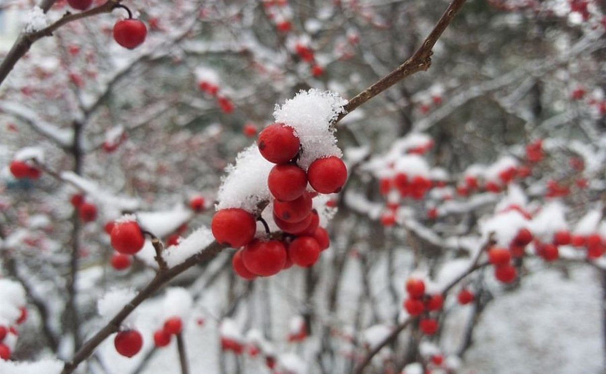 Погода в Туле 19 декабря: морозно, ветрено, небольшой снег