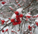 Погода в Туле 19 декабря: морозно, ветрено, небольшой снег