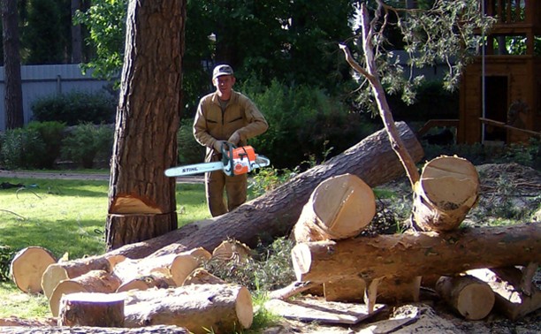 Туляки смогут пожаловаться на аварийно-опасные деревья в своем дворе