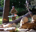 Туляки смогут пожаловаться на аварийно-опасные деревья в своем дворе