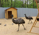 В новомосковском зоопарке поселились страусы