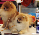 В Туле прошла Всероссийская выставка собак