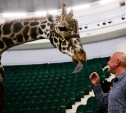 Цирк больших зверей в Туле: милый жираф Багир готов целовать и удивлять зрителей