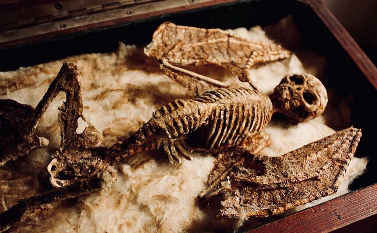 В Туле в стене дома нашли замурованную шкатулку со скелетом неизвестного существа