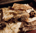В Туле в стене дома нашли замурованную шкатулку со скелетом неизвестного существа