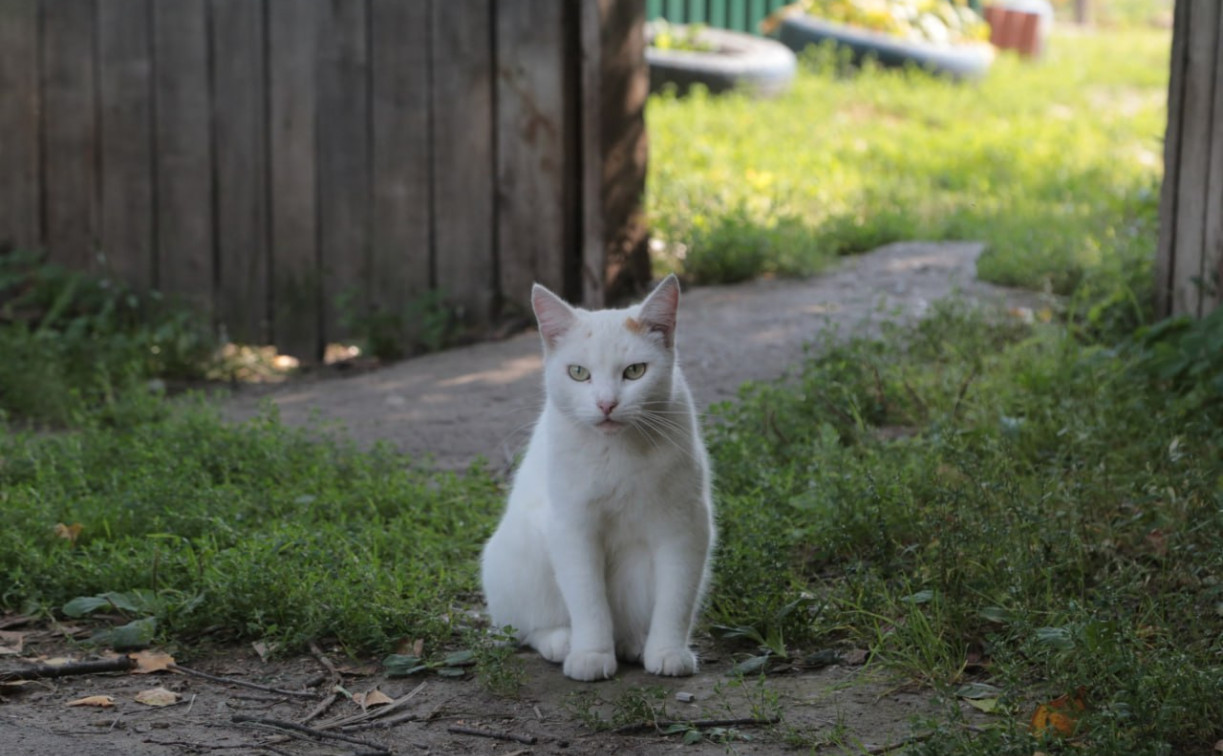 Погода в Туле 20 августа: до +25 и без осадков