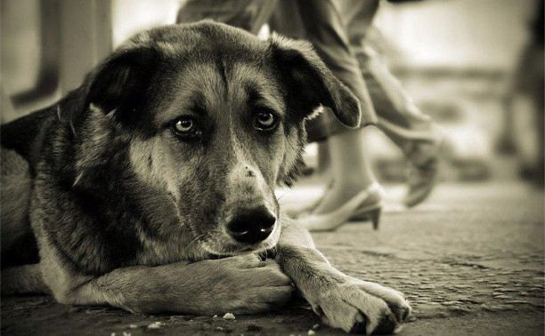 Будут ли в Туле убивать бездомных собак?