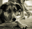 Будут ли в Туле убивать бездомных собак?