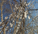 Последние выходные января в Тульской области будут облачными, в субботу ожидается снег