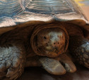 Придумай имя для черепахи и получи пригласительный в тульский экзотариум