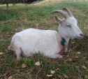 В Тульской области стая бродячих собак перегрызла стадо коз