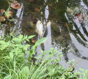 Гибель рыбы и птиц в Платоновском парке: специалисты проводят проверку