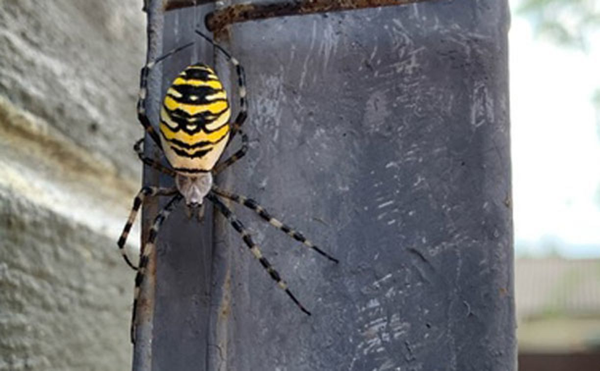 «Этот может кожу прокусить»: энтомолог рассказал про странного паука, которого нашли в Новомосковске