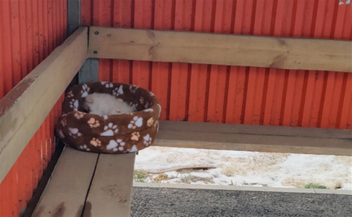 В Тульской области щенка выбросили на остановке: малыш замерз насмерть