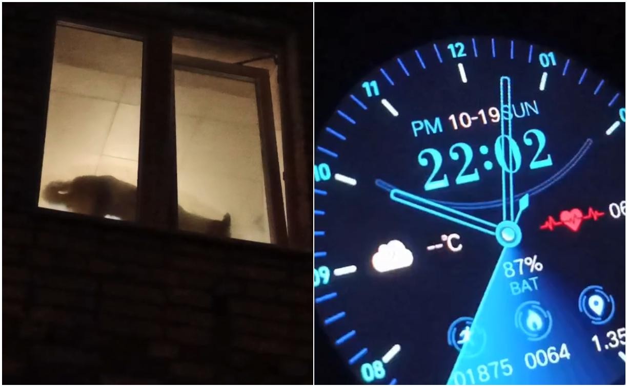 17 собак на 30 квадратных метрах: комитет ветеринарии проверит квартиру с псарней в Алексине