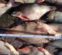 Двух жителей Дубны осудят за незаконную рыбалку 