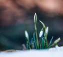 Синоптик рассказал, когда придет метеорологическая весна