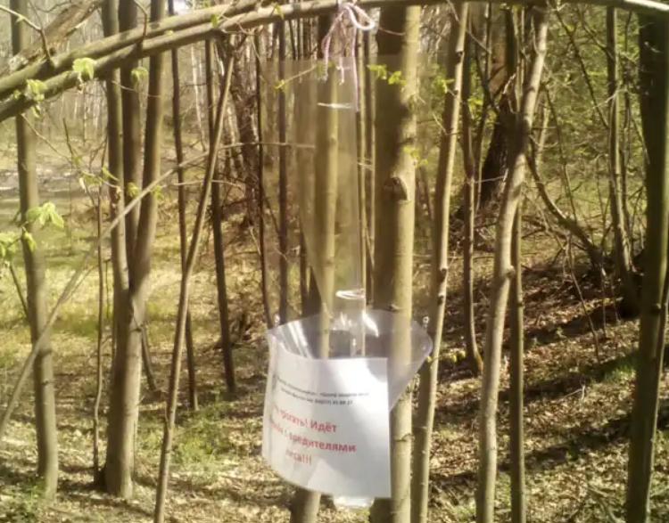 В тульских лесах установили ловушки на короеда-типографа