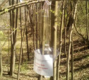 В тульских лесах установили ловушки на короеда-типографа