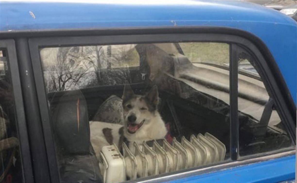 «Выпустите собаку!»: туляки обсуждают запертого в машине пса