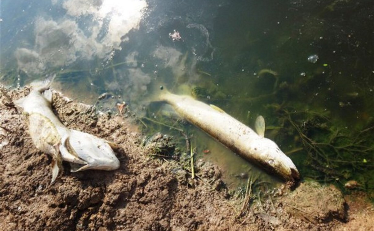 В Заокском районе отравили рыбу в пруду