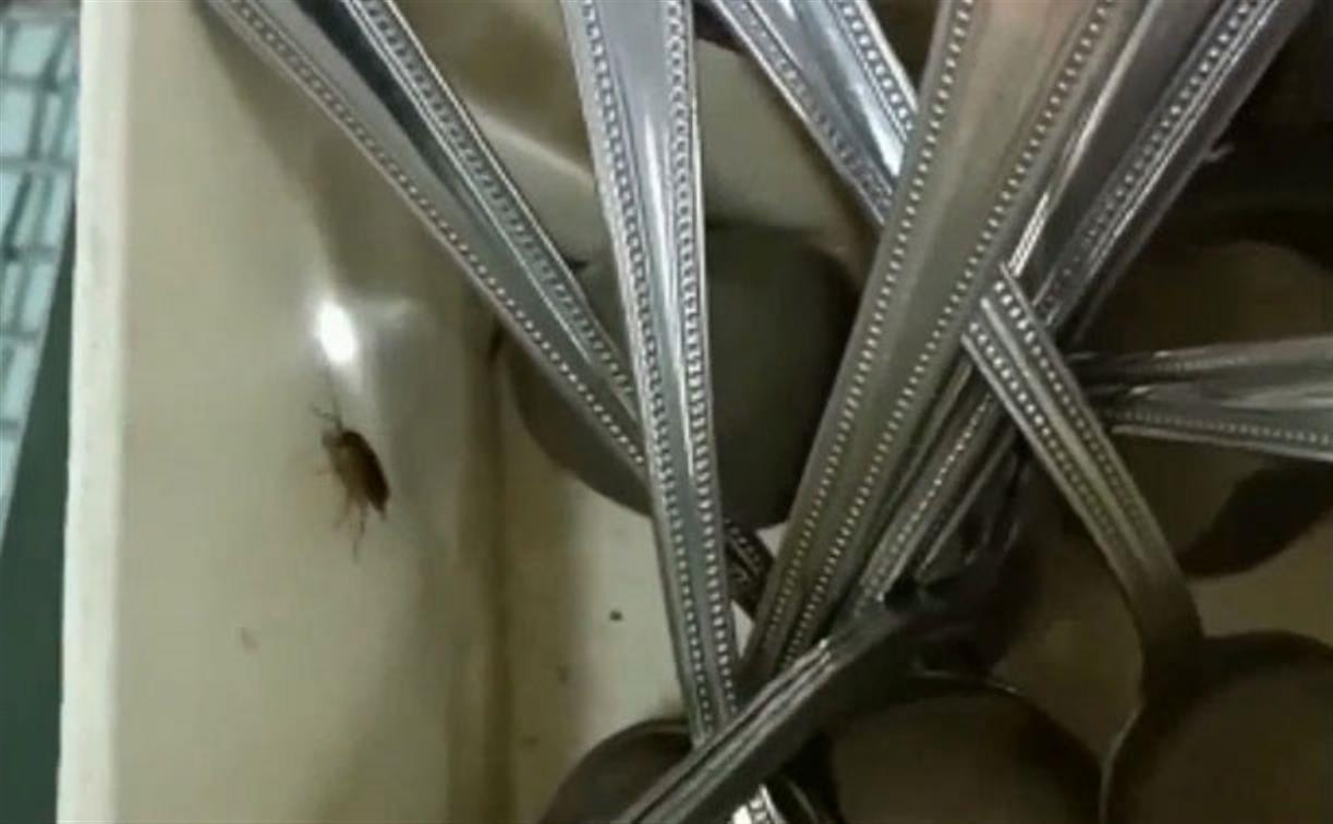 «Здравствуйте, дорогой друг таракан!»: дети сняли на видео насекомых в столовой тульской школы