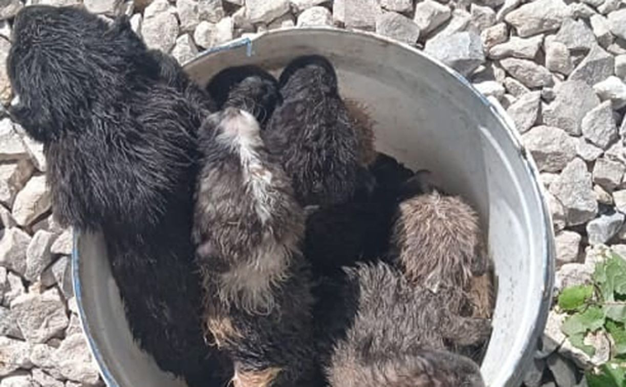 Ведро с новорожденными щенками подкинули к приюту «Любимец» в Туле