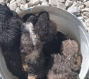 Ведро с новорожденными щенками подкинули к приюту «Любимец» в Туле