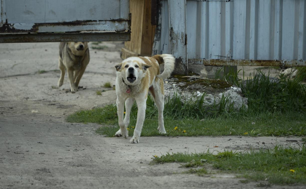 Контракты кончились: в Туле некому отлавливать бездомных собак