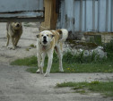 Контракты кончились: в Туле некому отлавливать бездомных собак