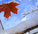 Погода в Туле 24 ноября: ночью мороз, днём до +2 и без осадков