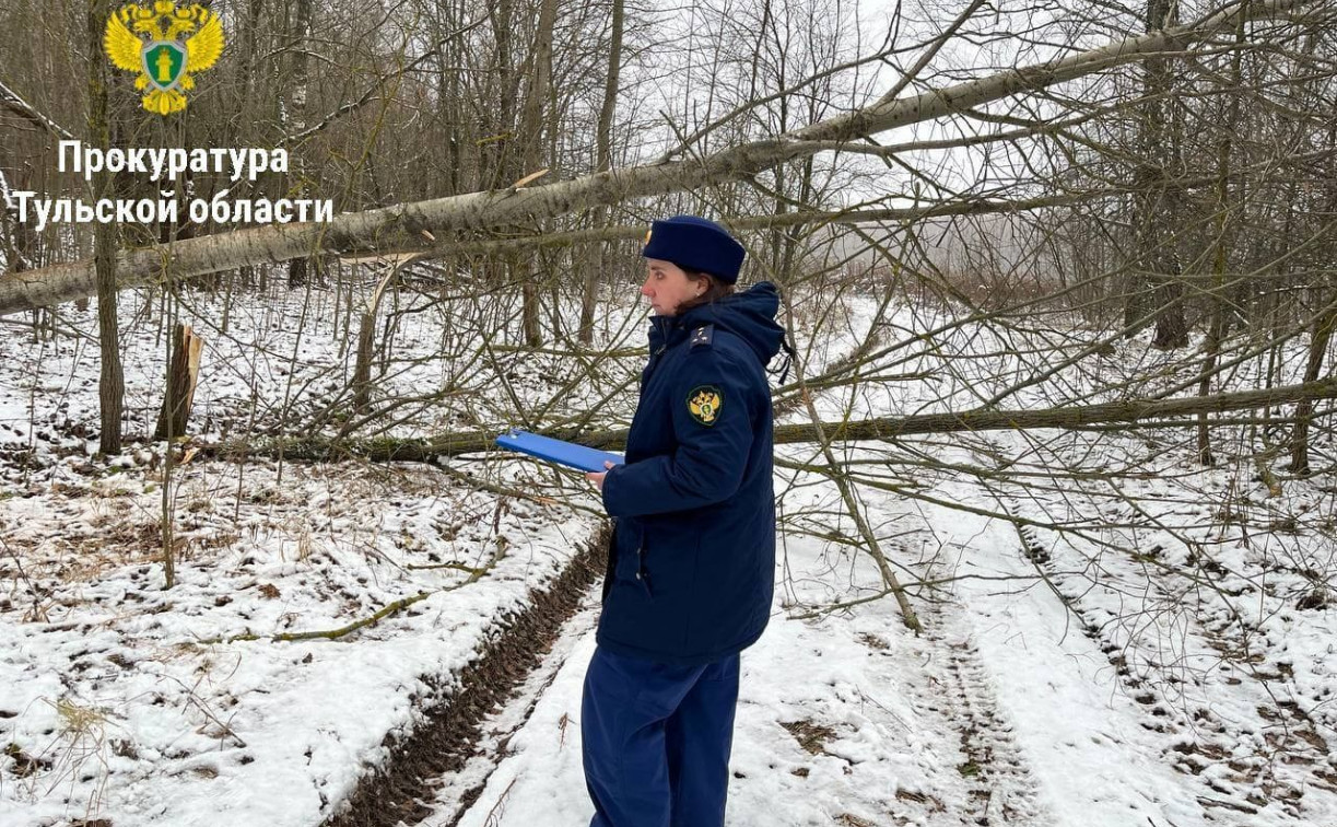 По факту незаконной рубки деревьев под Тулой возбуждено уголовное дело