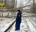 По факту незаконной рубки деревьев под Тулой возбуждено уголовное дело