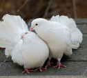 Ефремовец украл 15 голубей, чтобы красиво признаться в любви