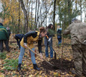 В Центральном парке Тулы появился бор «Слободы»