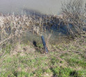 Туляки: «В Горелках в пруд сливают канализацию»