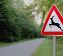 Тульских водителей предупреждают о диких животных на дорогах