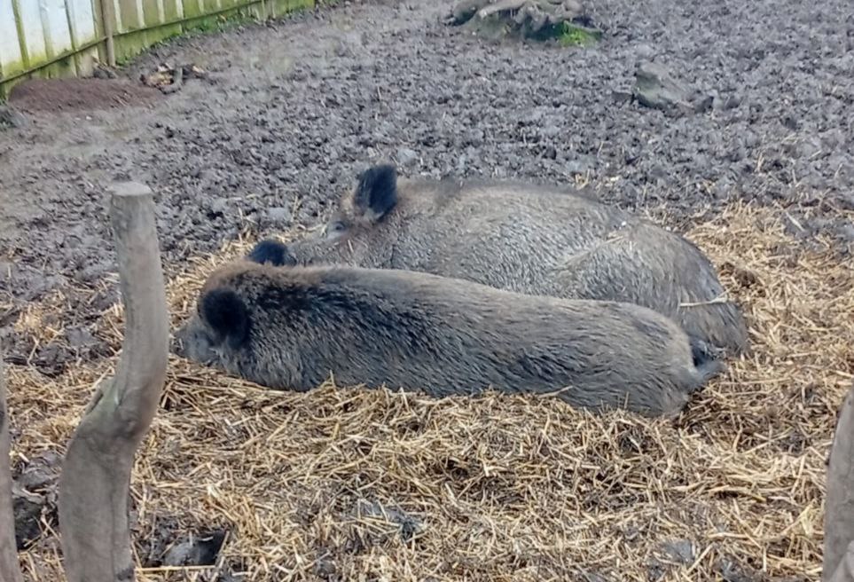 Кабаны, которых заметили в Ясной Поляне, оказались домашними