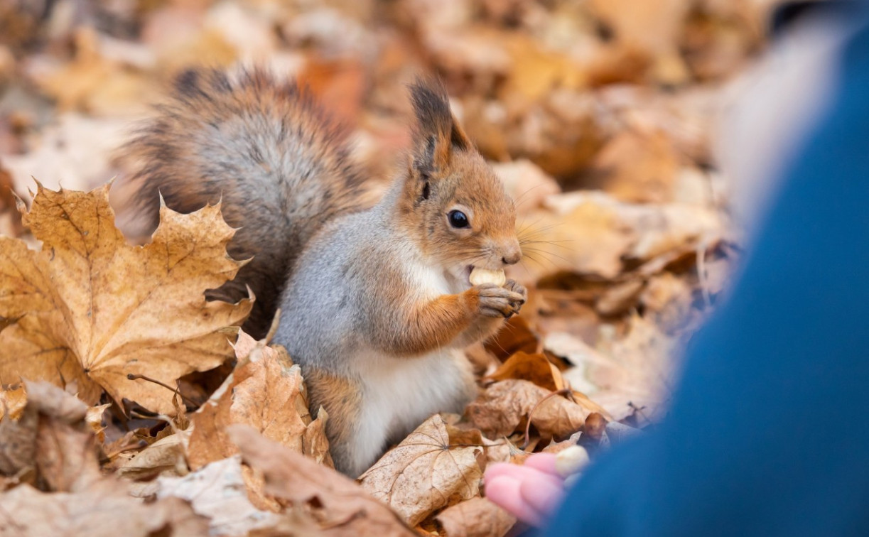 Погода в Туле 15 сентября: переменная облачность и до +23 градусов