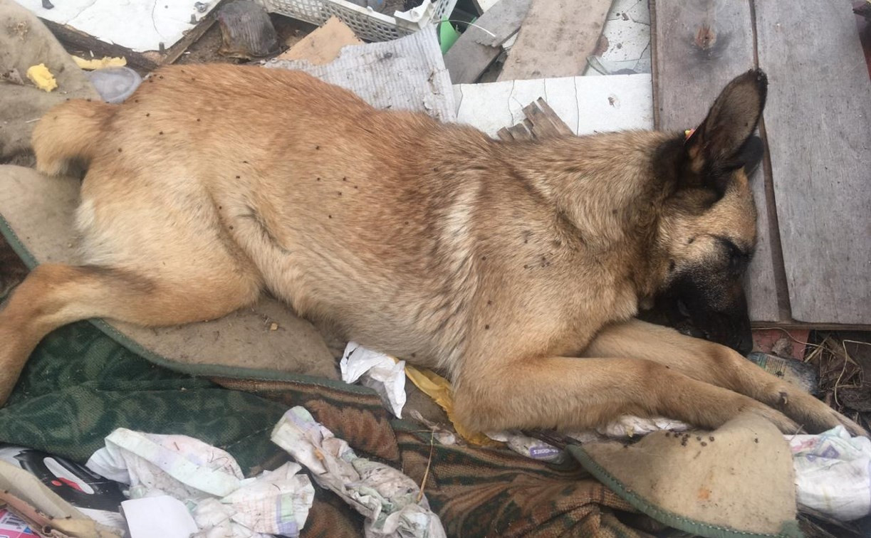 Пропавших из монастырского приюта собак нашли убитыми в селе под Тулой: фото 18+ 