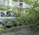 Администрация Ефремова заплатит жителю за падение дерева на его авто