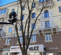 На проспекте Ленина высадят липы и клёны
